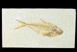 Fossil Fish (Diplomystus) - Green River Formation #150342-1